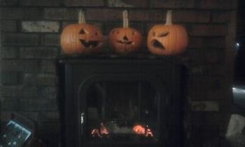 TFH Pumpkins All in a Row