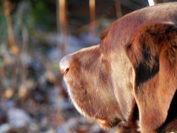 Doofus-Dawg Zoomed