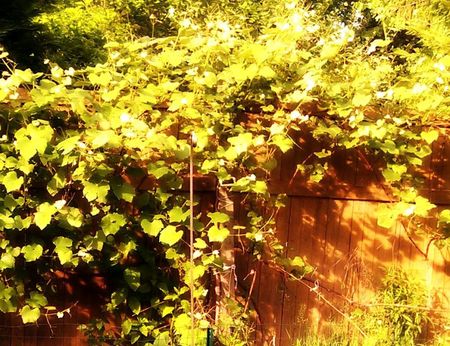 Veggie Garden 1