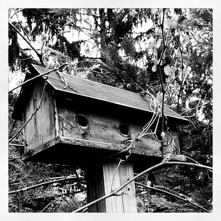 This Full Bird House