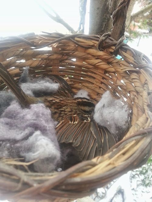 Basketfull of Bird