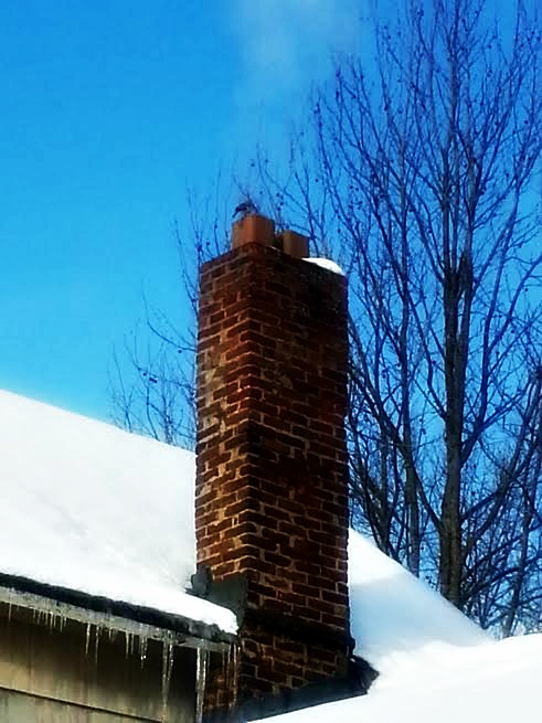 Bird on a cold frozen roof